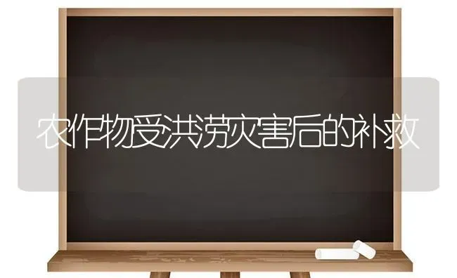 农作物受洪涝灾害后的补救 | 养殖知识