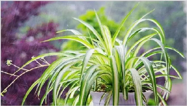 适合室内养的植物 | 妙招大全