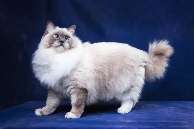 布偶猫要养多久才粘人,布偶猫长多大成形？