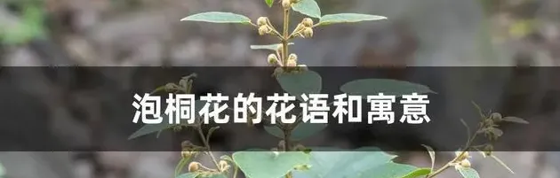 泡桐花的花语和寓意,泡桐树树语？