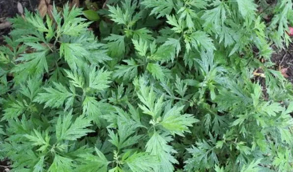哪种艾草可以吃 | 实用知识