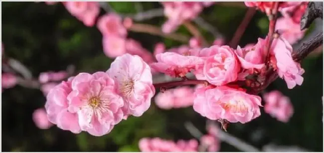 花中君子是哪四种花 | 生活妙招