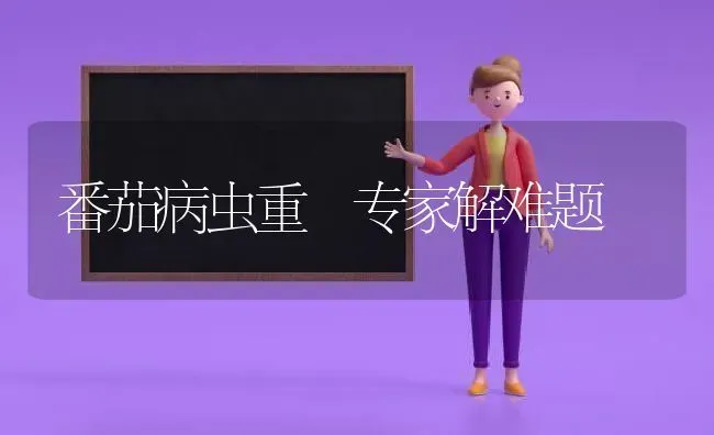 番茄病虫重 专家解难题 | 养殖知识