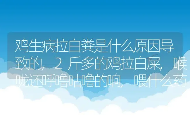 鸡生病拉白粪是什么原因导致的,2斤多的鸡拉白屎,喉咙还呼噜咕噜的响,喂什么药 | 养殖学堂