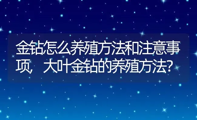 金钻怎么养殖方法和注意事项,大叶金钻的养殖方法？ | 养殖科普