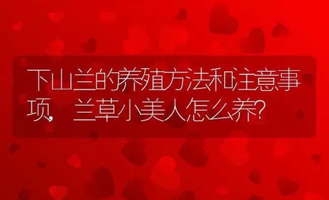 下山兰的养殖方法和注意事项,兰草小美人怎么养？ | 养殖科普