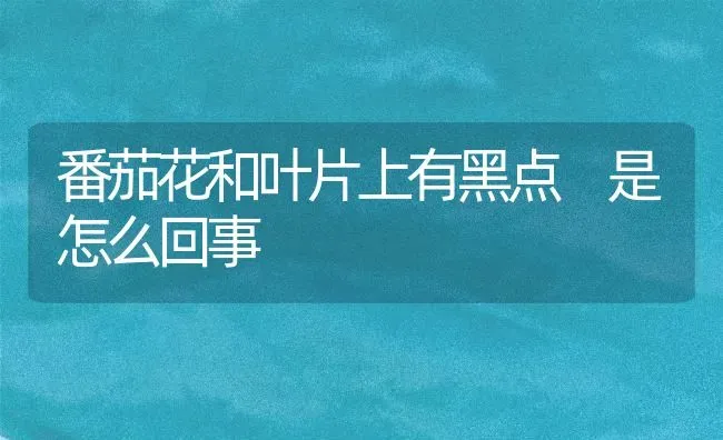 番茄花和叶片上有黑点 是怎么回事 | 养殖技术大全