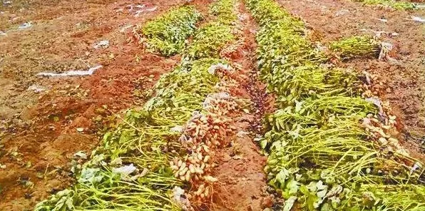 花生的种植时间及高产种植技术 | 生活妙招