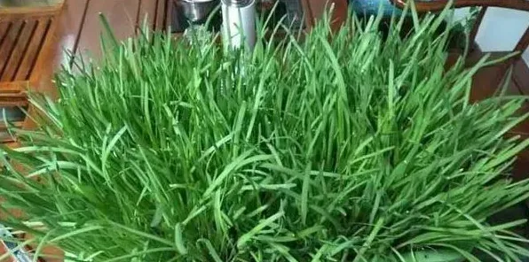 韭菜盆栽种植时间和方法 | 实用知识