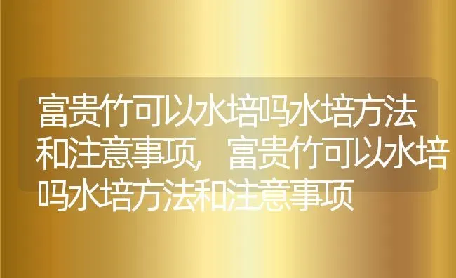 富贵竹可以水培吗水培方法和注意事项,富贵竹可以水培吗水培方法和注意事项 | 养殖科普