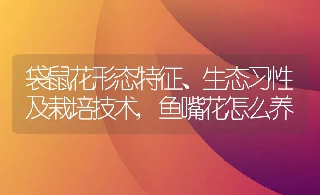 袋鼠花形态特征、生态习性及栽培技术,鱼嘴花怎么养 | 养殖学堂