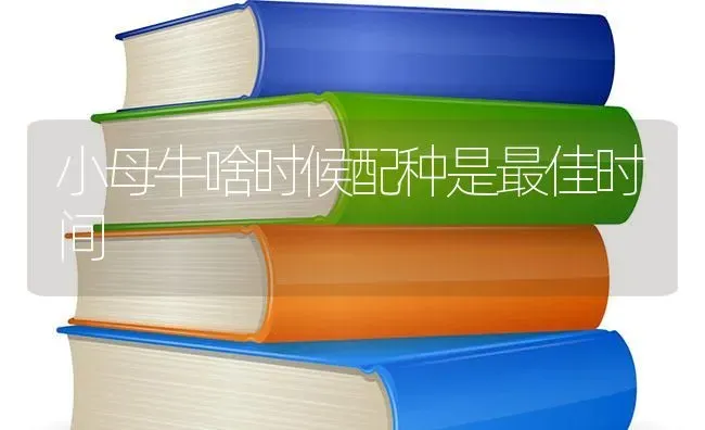 小母牛啥时候配种是最佳时间 | 养殖技术大全