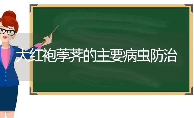 大红袍荸荠的主要病虫防治 | 养殖技术大全