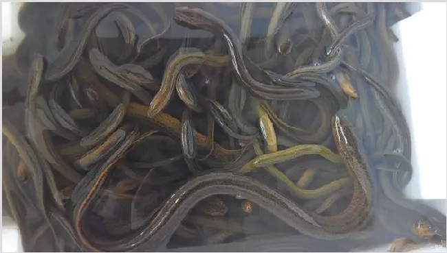 泥鳅和黄鳝的区别 | 常识大全