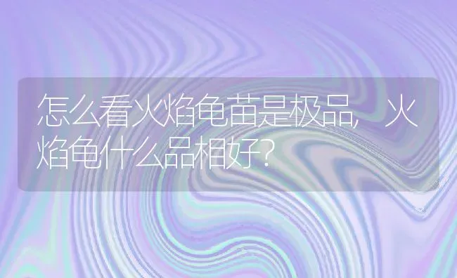 怎么看火焰龟苗是极品,火焰龟什么品相好？ | 养殖学堂