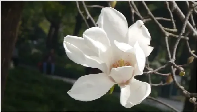 白玉兰花的寓意是什么 | 农广天地