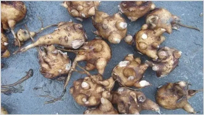 附子的种植管理技术 | 生活常识