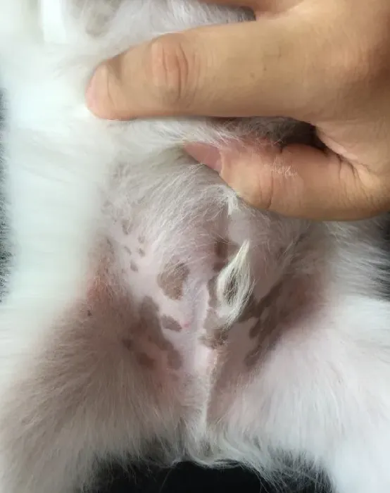 博美皮肤变黑什么原因,小博美2个多月了，为什么鼻子还没完全变黑？