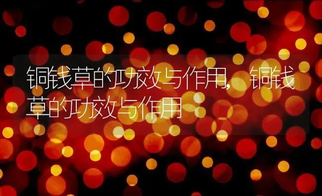 铜钱草的功效与作用,铜钱草的功效与作用 | 养殖科普