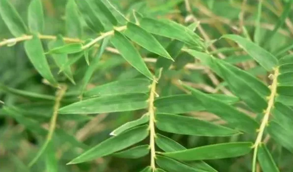 凤尾竹换盆后怎样浇水 | 实用知识