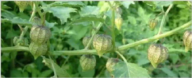 野生灯笼果有毒吗 | 实用知识