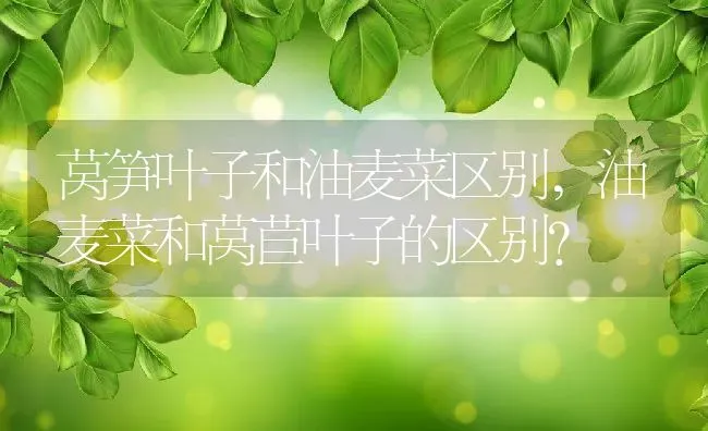 莴笋叶子和油麦菜区别,油麦菜和莴苣叶子的区别？ | 养殖学堂