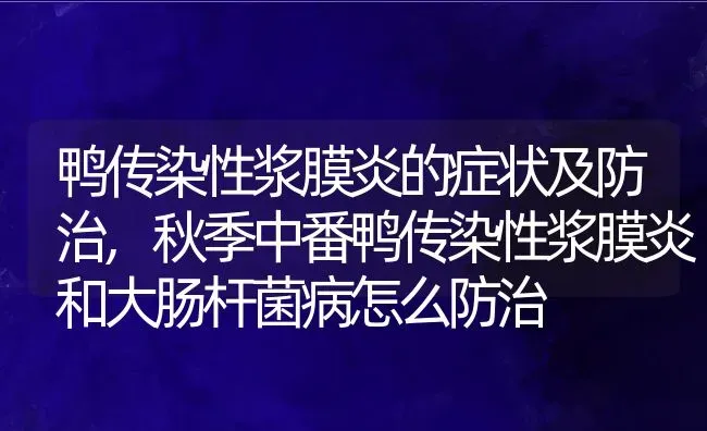 鸭传染性浆膜炎的症状及防治,秋季中番鸭传染性浆膜炎和大肠杆菌病怎么防治 | 养殖学堂