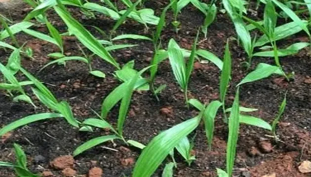 白芨种子育苗方法,白芨种子育苗方法？