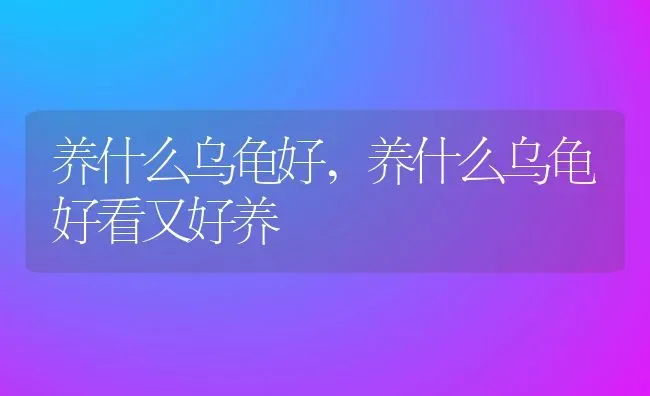 养什么乌龟好,养什么乌龟好看又好养 | 养殖资料