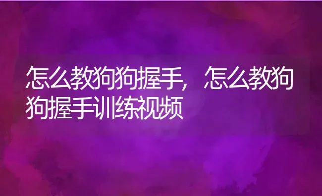 怎么教狗狗握手,怎么教狗狗握手训练视频 | 养殖科普