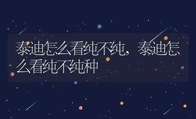 泰迪怎么看纯不纯,泰迪怎么看纯不纯种 | 养殖资料