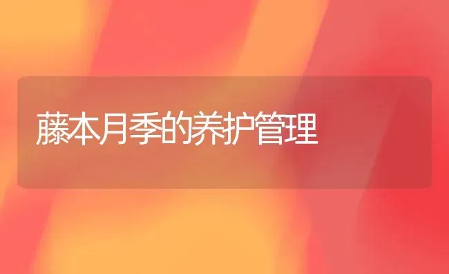 藤本月季的养护管理 | 养殖技术大全