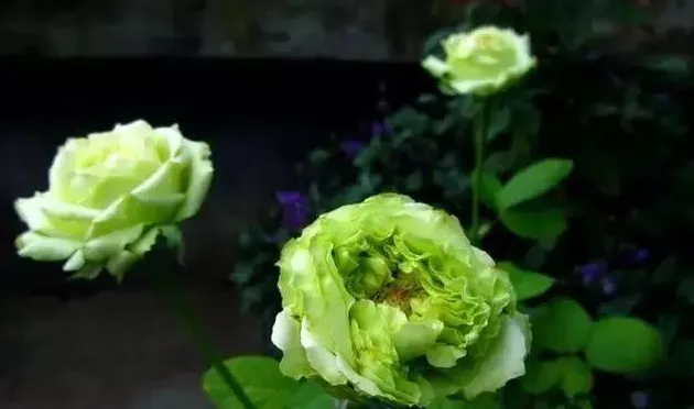 绿色月季哪个品种好,绿冰月季优缺点？