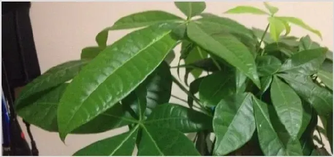 开业送什么盆栽植物 | 常识大全