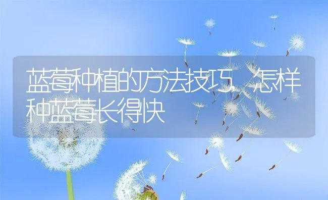 蓝莓种植的方法技巧,怎样种蓝莓长得快 | 养殖学堂