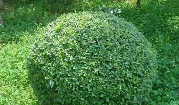 水蜡的修剪方法 | 三农知识