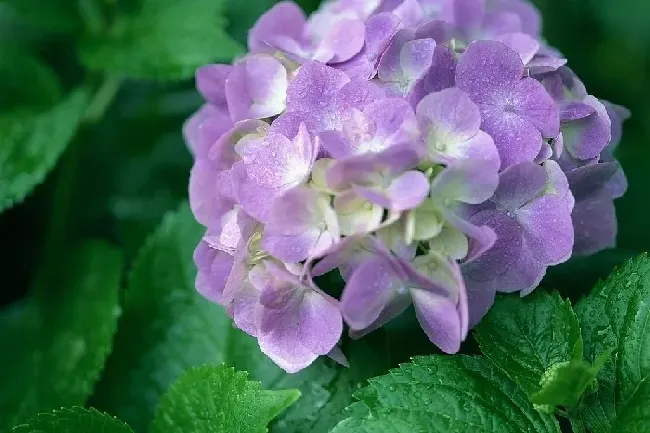 绣球花有毒吗,绣球花有没有毒？如果食用会有什么后果？