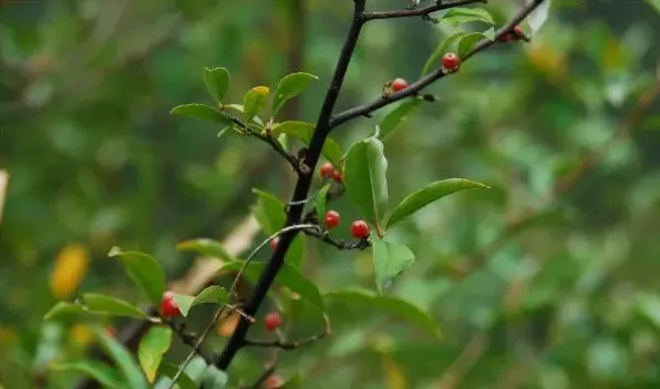 木半夏和胡颓子区别 | 生活妙招