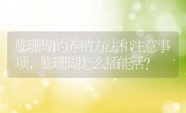 膨珊瑚的养殖方法和注意事项,膨珊瑚怎么插能活？ | 养殖科普