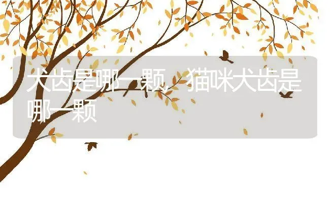 犬齿是哪一颗,猫咪犬齿是哪一颗 | 养殖科普