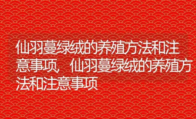 仙羽蔓绿绒的养殖方法和注意事项,仙羽蔓绿绒的养殖方法和注意事项 | 养殖科普