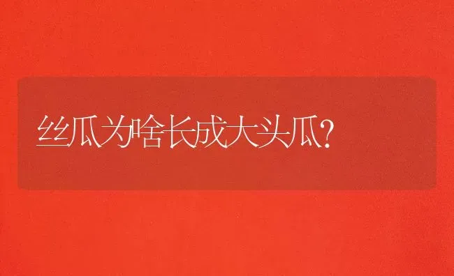 丝瓜为啥长成大头瓜? | 养殖知识