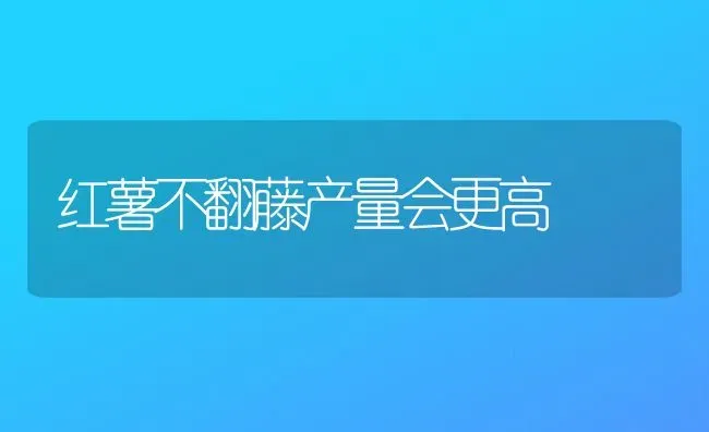 红薯不翻藤产量会更高 | 养殖知识