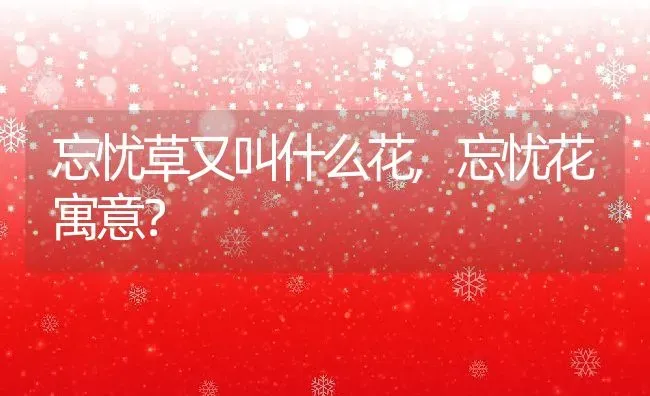 忘忧草又叫什么花,忘忧花寓意？ | 养殖科普