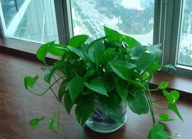 绿萝的作用有哪些,您知道绿萝的作用有哪些吗？