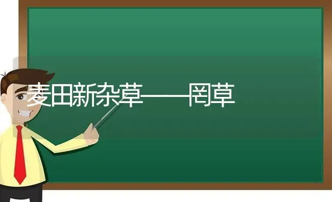 麦田新杂草——罔草 | 养殖技术大全
