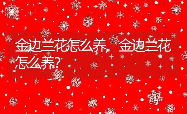 金边兰花怎么养,金边兰花怎么养？ | 养殖科普