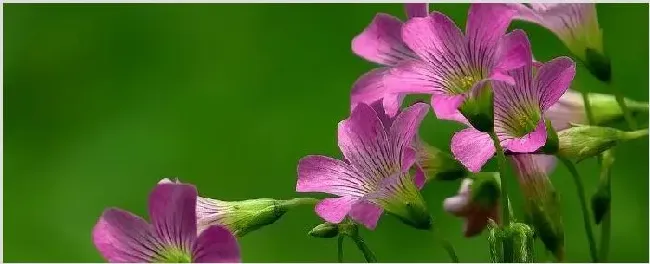 酢浆草发芽了怎么种 | 妙招大全
