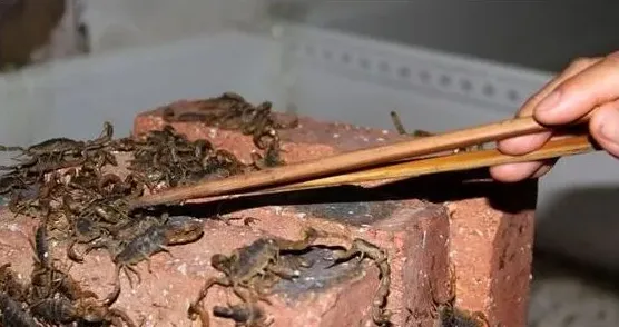 蝎子养殖要注意哪些方面 | 常识大全