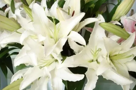 百合花的养殖方法和注意事项,百合花怎么养,百合花的养殖方法及注意事项？